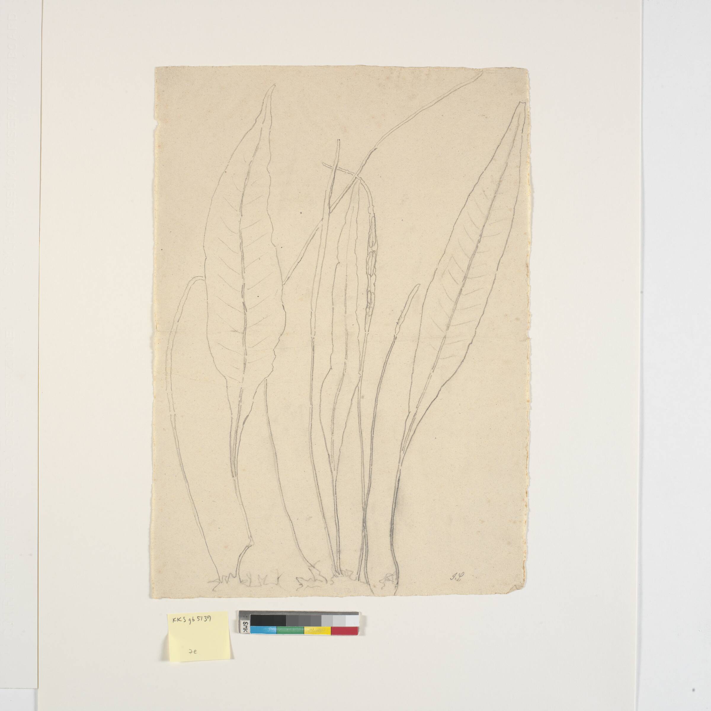 Bladplante, Joakim Skovgaard, 1856-1933