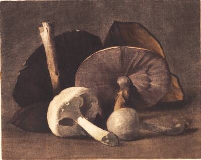 Hvid champignon