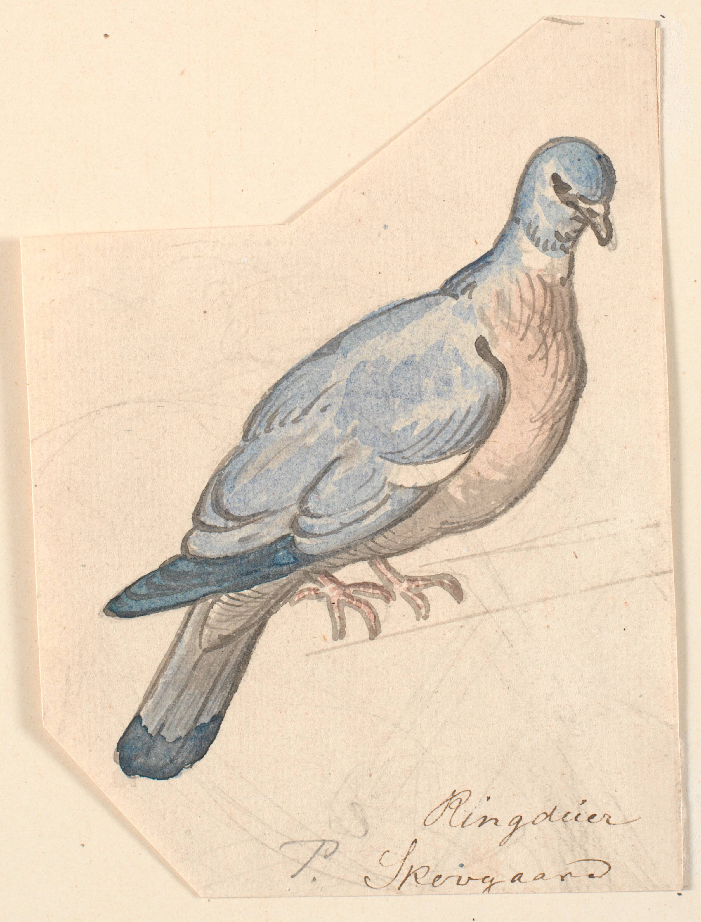 En ringdue., P.C. Skovgaard, 1817-1875