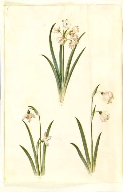Leucojum aestivum (sommer-hvidblomme); Galanthus nivalis (almindelig vintergæk); Leucojum vernum (dorotealilje)