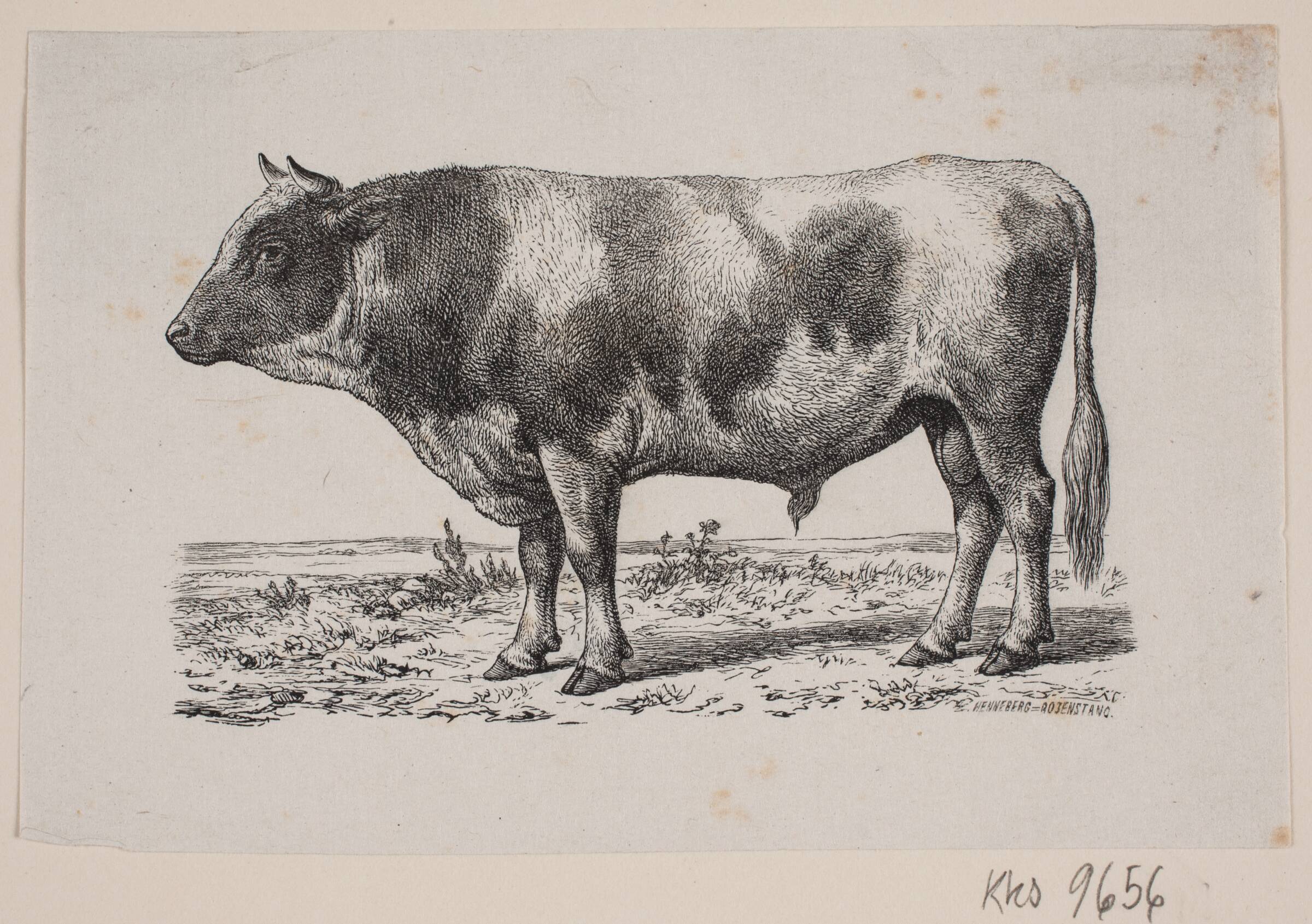 En tyr, Johan Frederik Rosenstand, 1826-1893