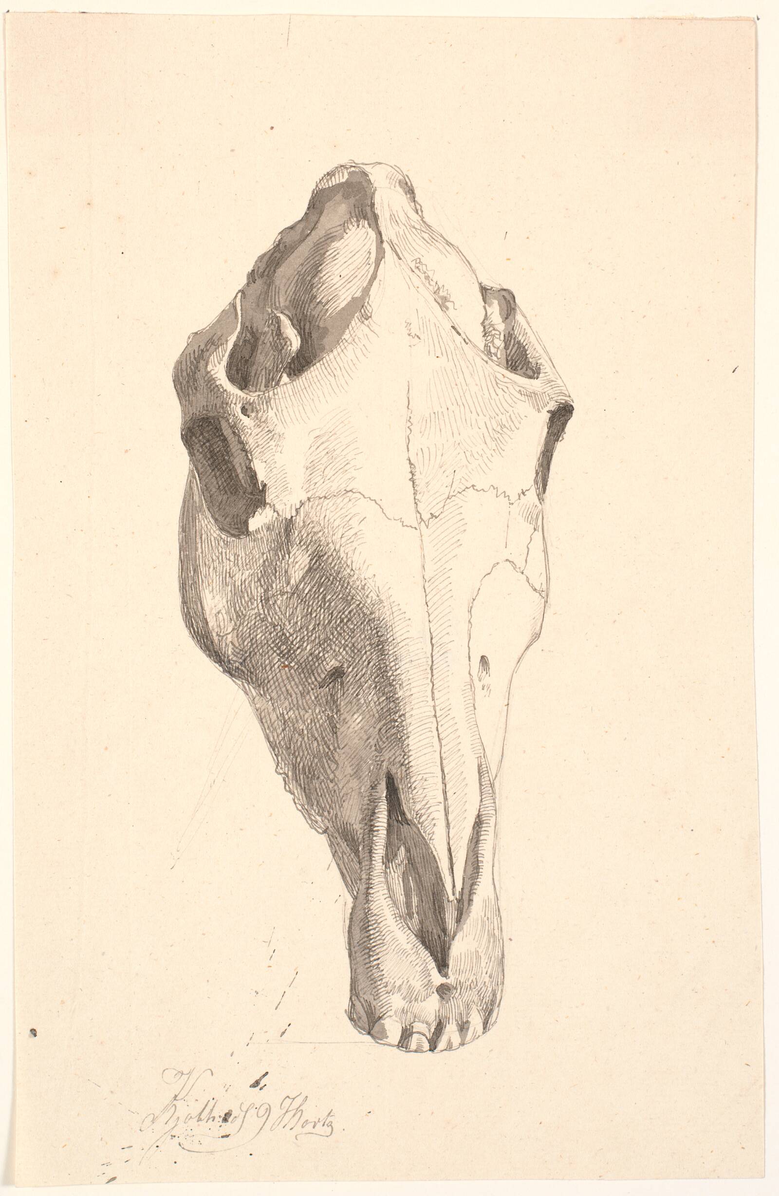 Hjortekranium, Johan Thomas Lundbye, 1839