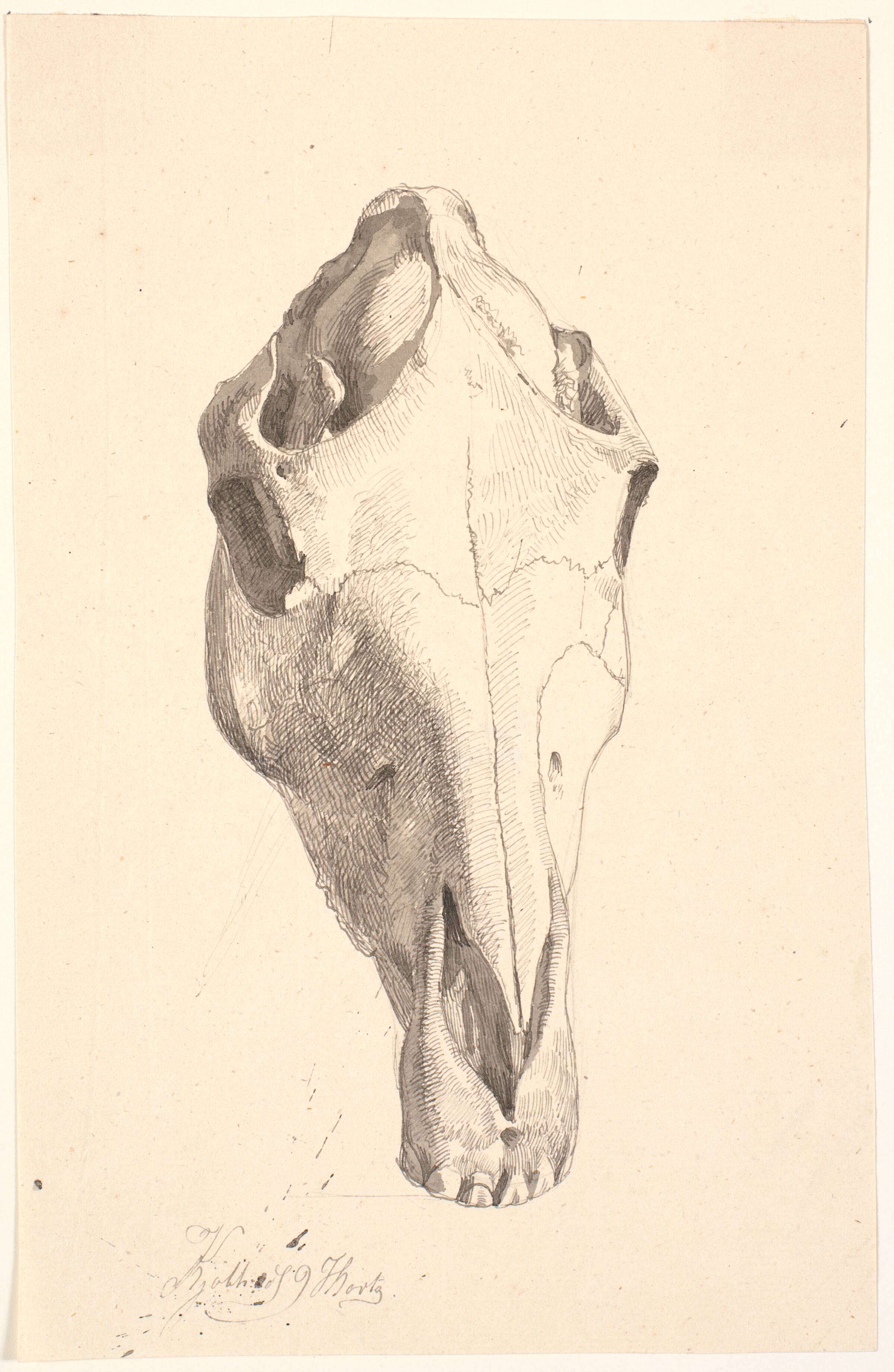 Hjortekranium, Johan Thomas Lundbye, 1839