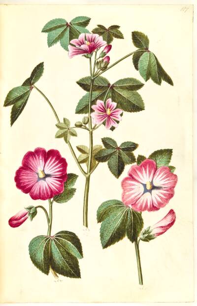 Malva sylvestris (almindelig katost); Lavatera trimestris (mamelukærme)