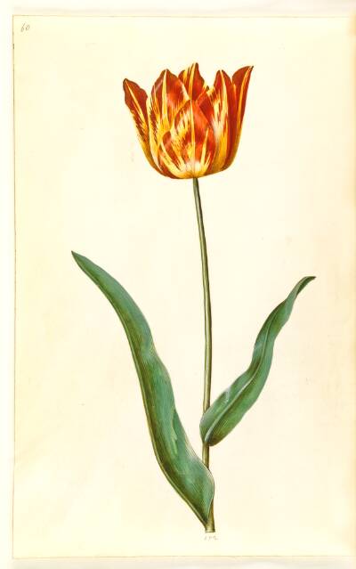 Tulipa gesneriana (have-tulipan)
