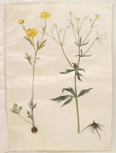 Ranunculus monspeliacus (silke-ranunkel); Ranunculus aconitifolius (stormhatbladet ranunkel)