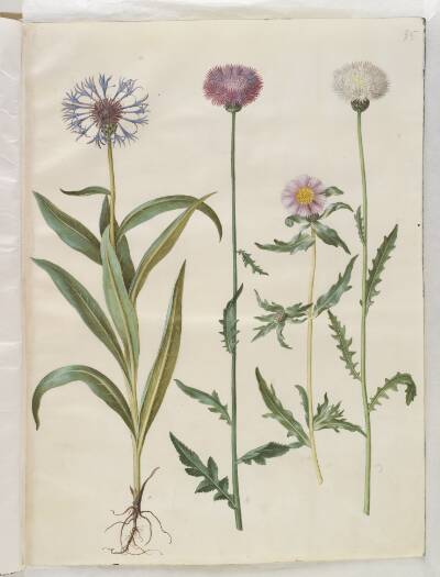 Centaurea montana (bjerg-knopurt); Amberboa moschata (duft-sultan)