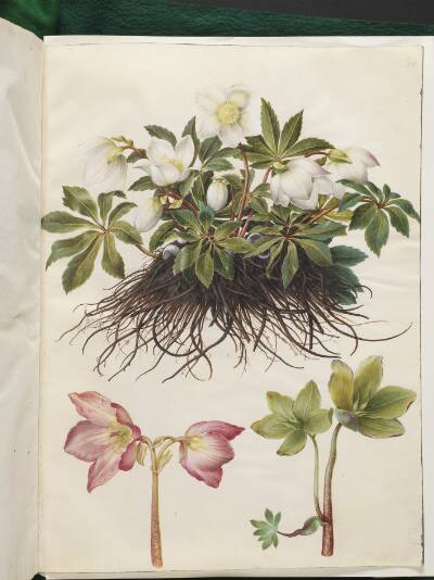 Helleborus niger (almindelig julerose)