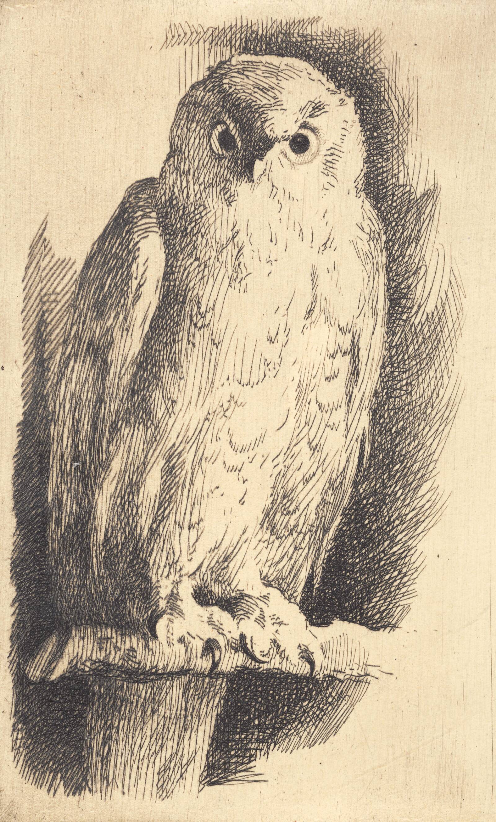 Prøveplade: en ugle, Frans Schwartz, 1903