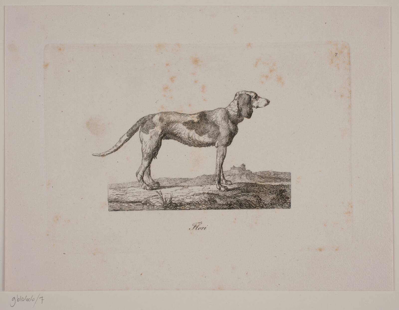 Flori, Christian David Gebauer, 1821