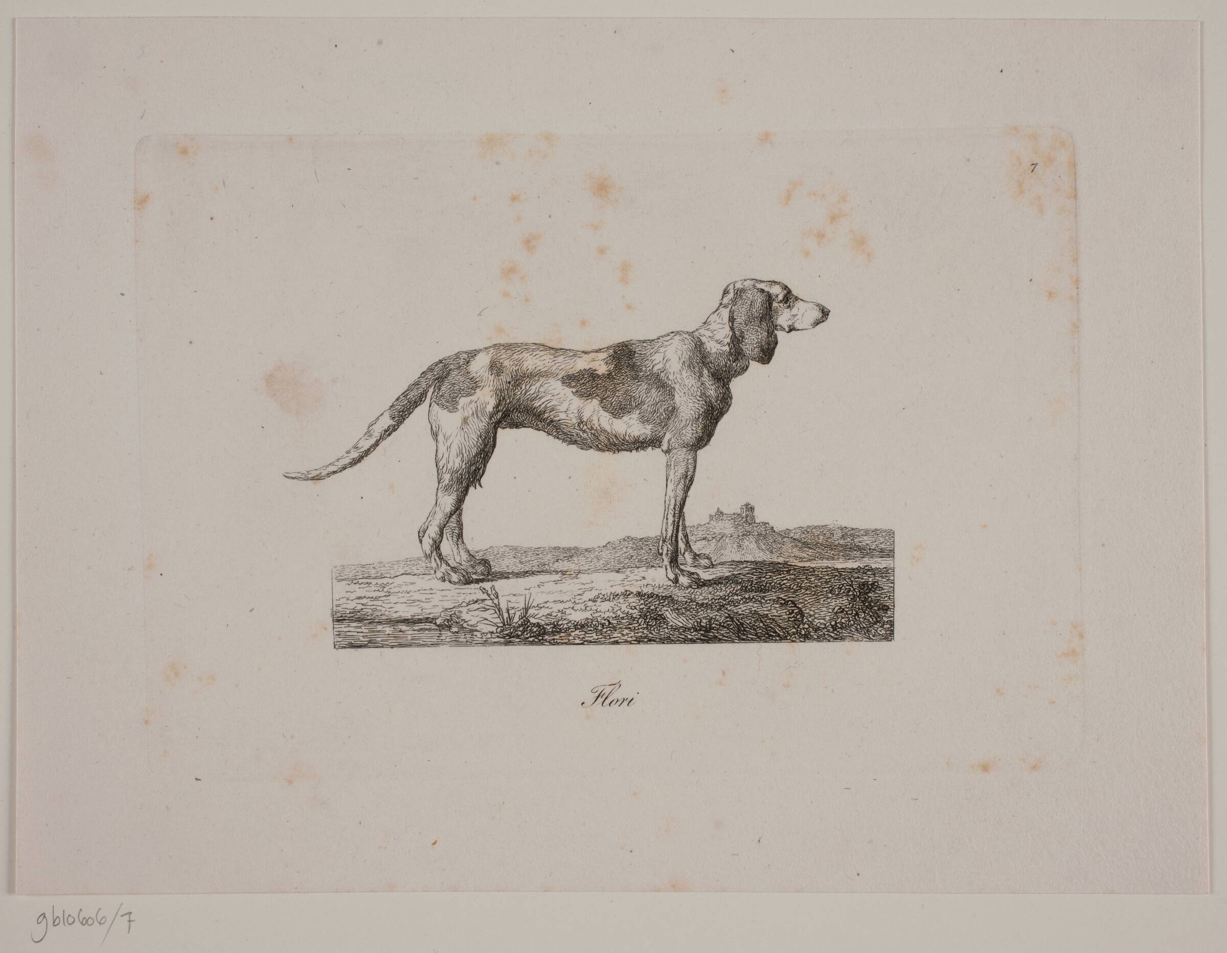 Flori, Christian David Gebauer, 1821