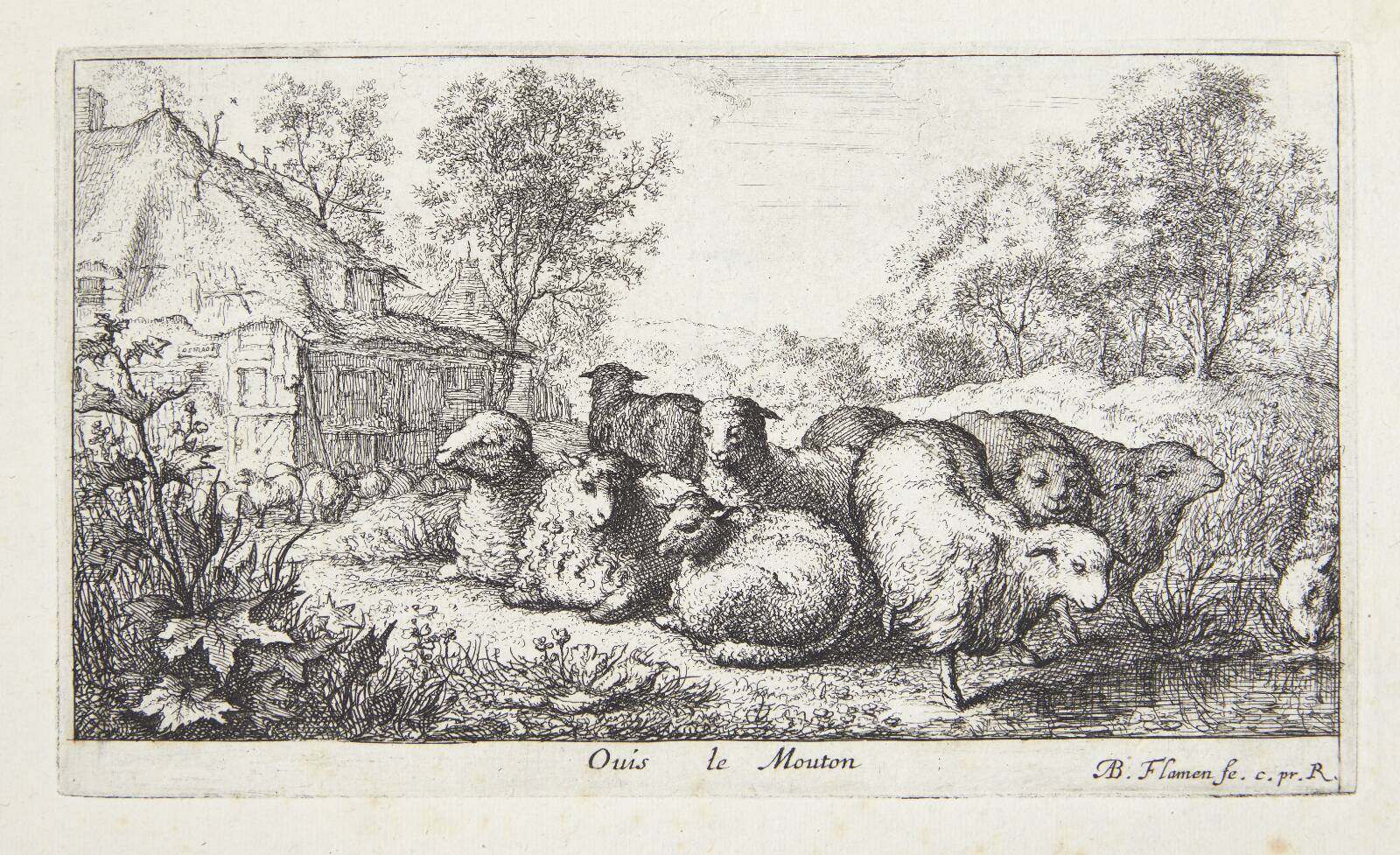 Får, Albert Flamen, 1620-1669