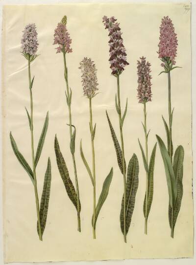 Dactylorhiza maculata (plettet gøgeurt)