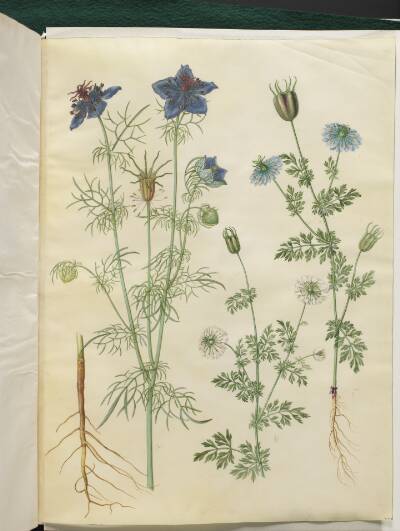 Nigella hispanica (djævlen i busken); Nigella sativa (sortkommen)