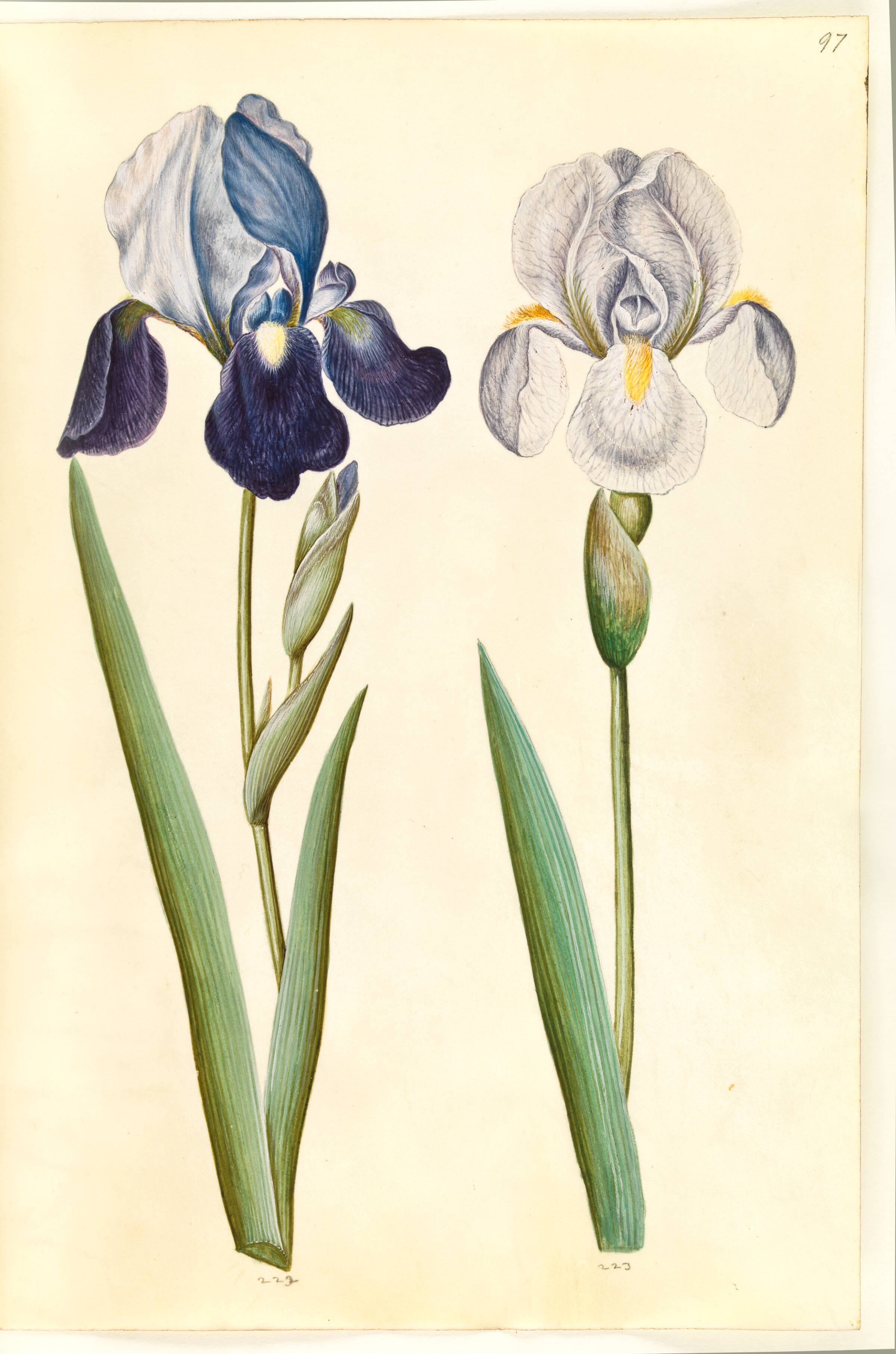 Iris ×germanica eller Iris ×sambucina (?) (have-iris eller hylde-iris); Iris ×germanica (have-iris), Hans Simon Holtzbecker, 1635-1664