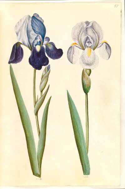 Iris ×germanica eller Iris ×sambucina (?) (have-iris eller hylde-iris); Iris ×germanica (have-iris)