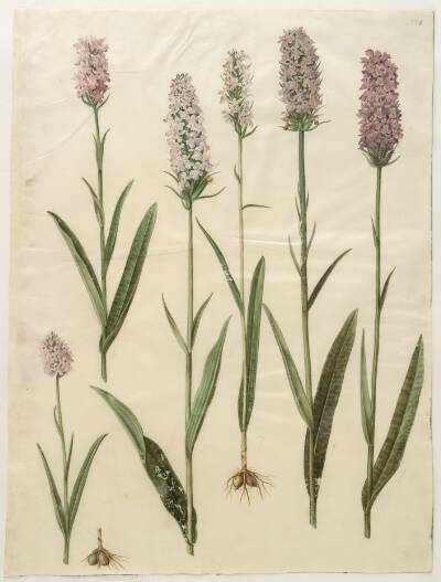 Dactylorhiza maculata (plettet gøgeurt)
