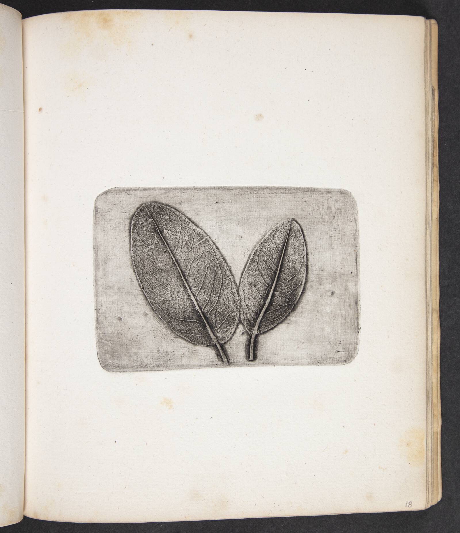 Aftryk af blade, Peter Larsen Kyhl, 1833