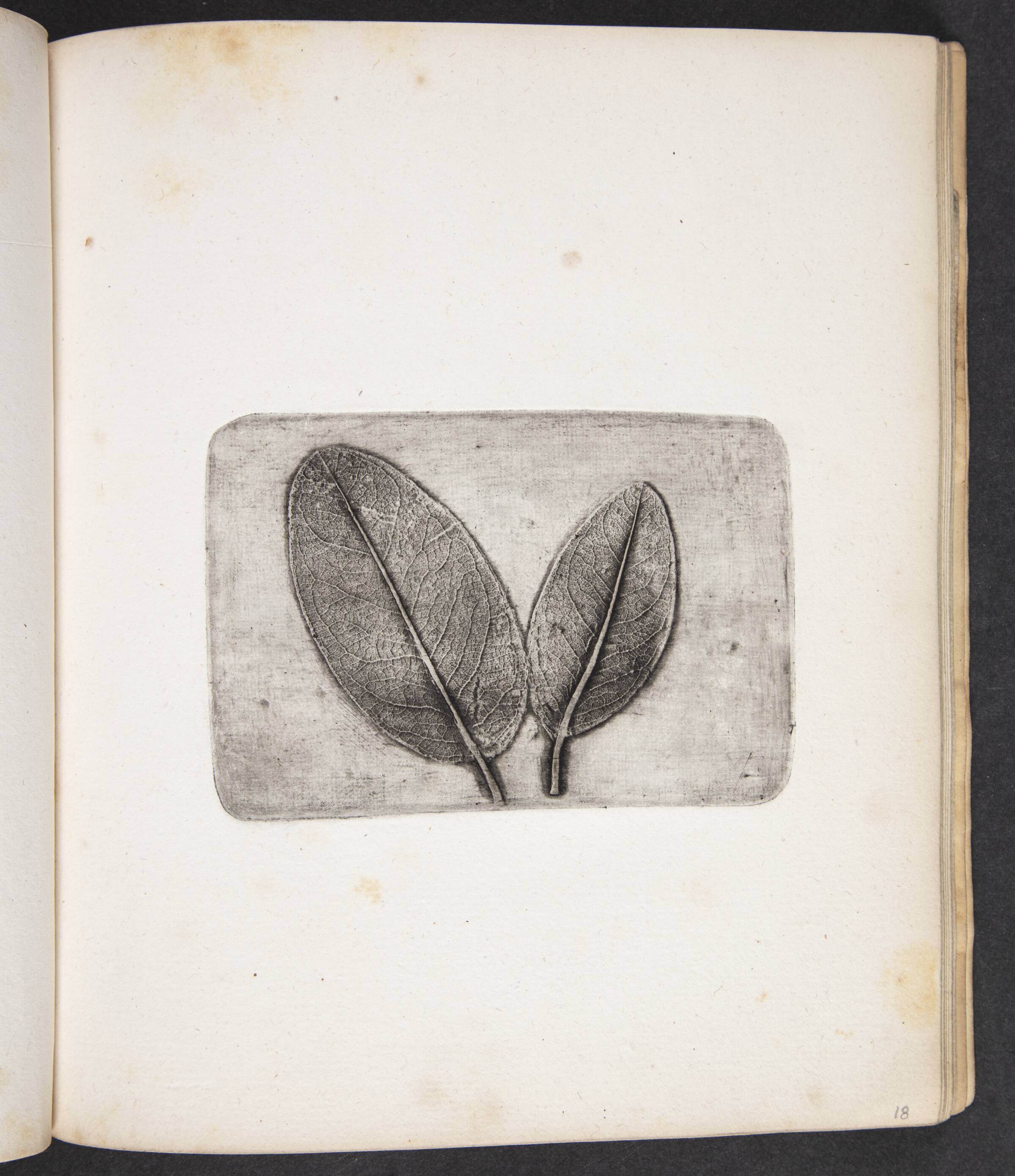 Aftryk af blade, Peter Larsen Kyhl, 1833