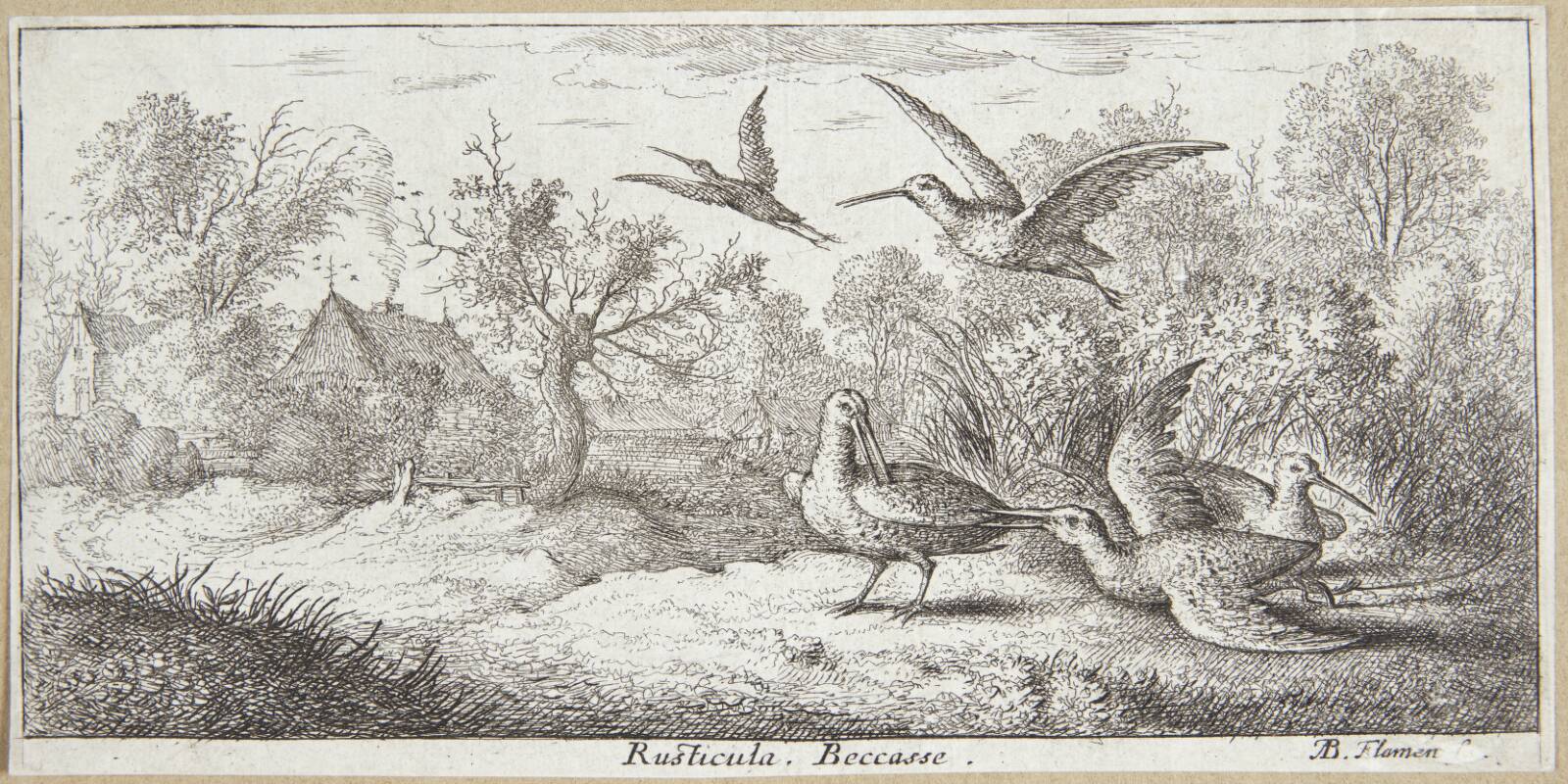 Skovsneppen (Rusticula), Albert Flamen, 1620-1669