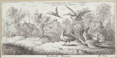 Skovsneppen (Rusticula)