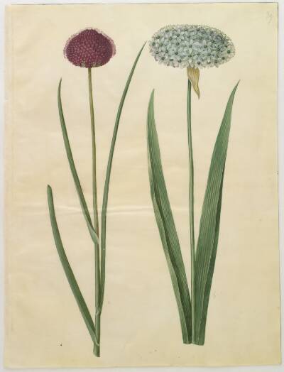 Allium sphaerocephalon (middelhavs-prydløg); Allium nigrum (sort løg)