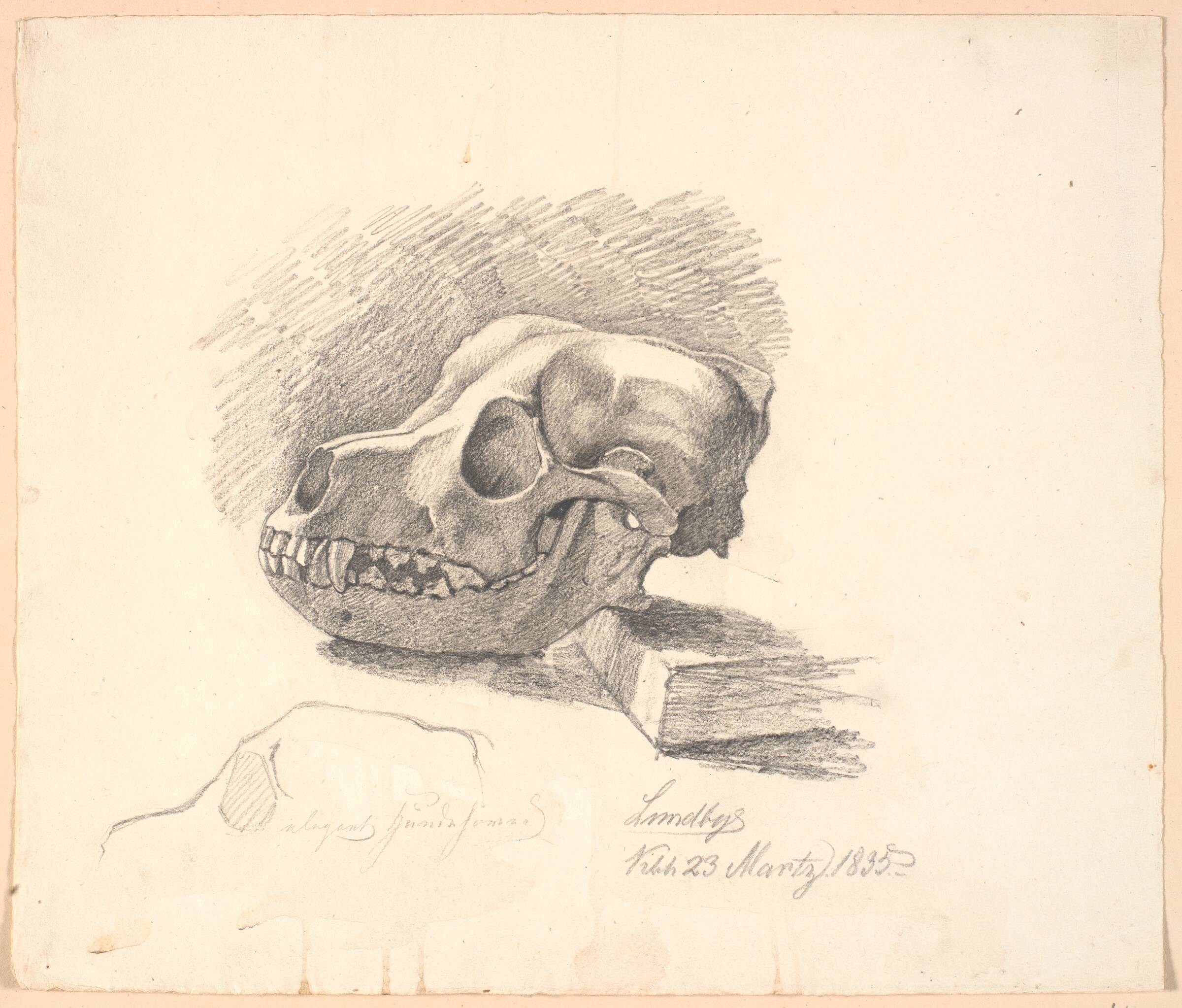 Hundekranium. Forneden ufuldendt studie af samme motiv, Johan Thomas Lundbye, 1835