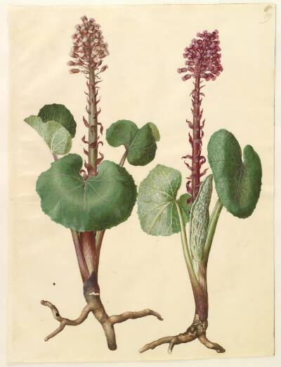 Petasites hybridus (rød hestehov)