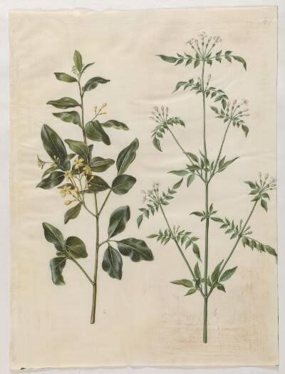 Jasminum odoratissimum (stue-jasmin); Jasminum officinale (læge-jasmin)