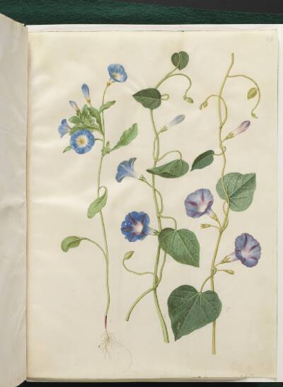 Convolvulus tricolor (jomfruskørt); Ipomoea purpurea (purpur-pragtsnerle)