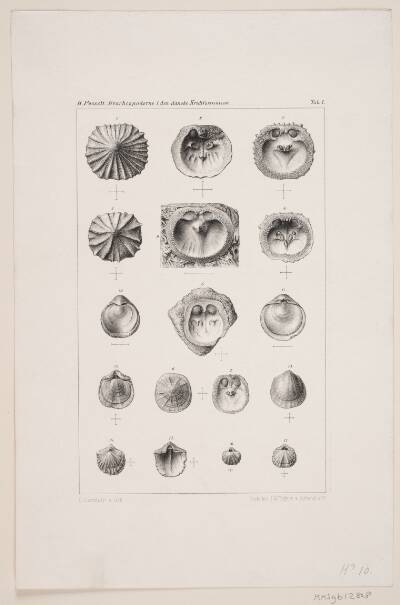 Naturhistorisk tegning