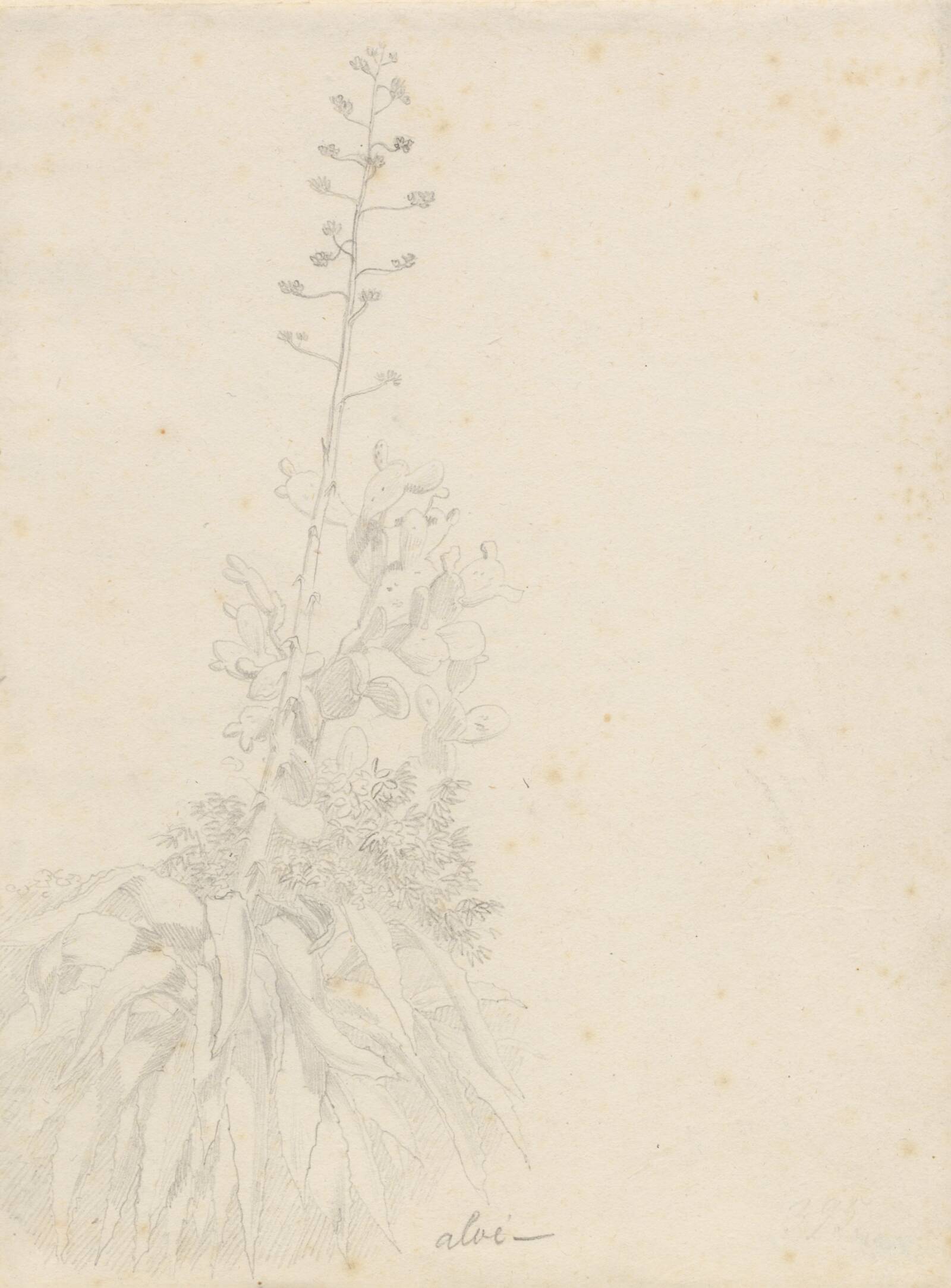 Tre plantestudier, C.W. Eckersberg, 1814-1815