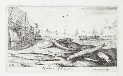 Smelten (Eperlanus)