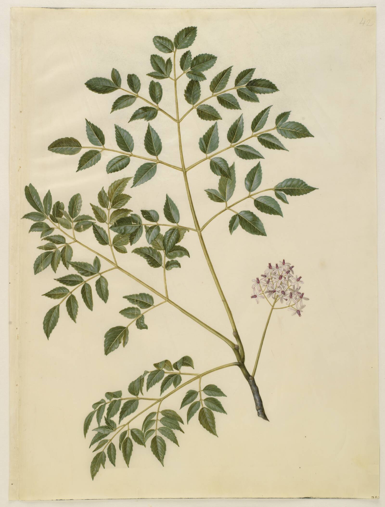 Melia azedarach (paternostertræ), Hans Simon Holtzbecker, 1649-1659