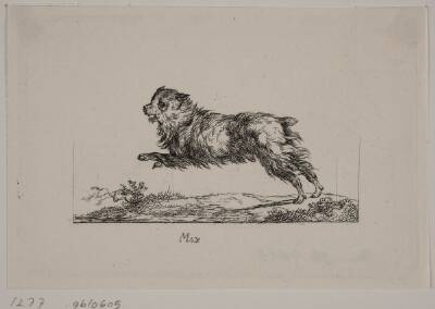 Max, løbende hund