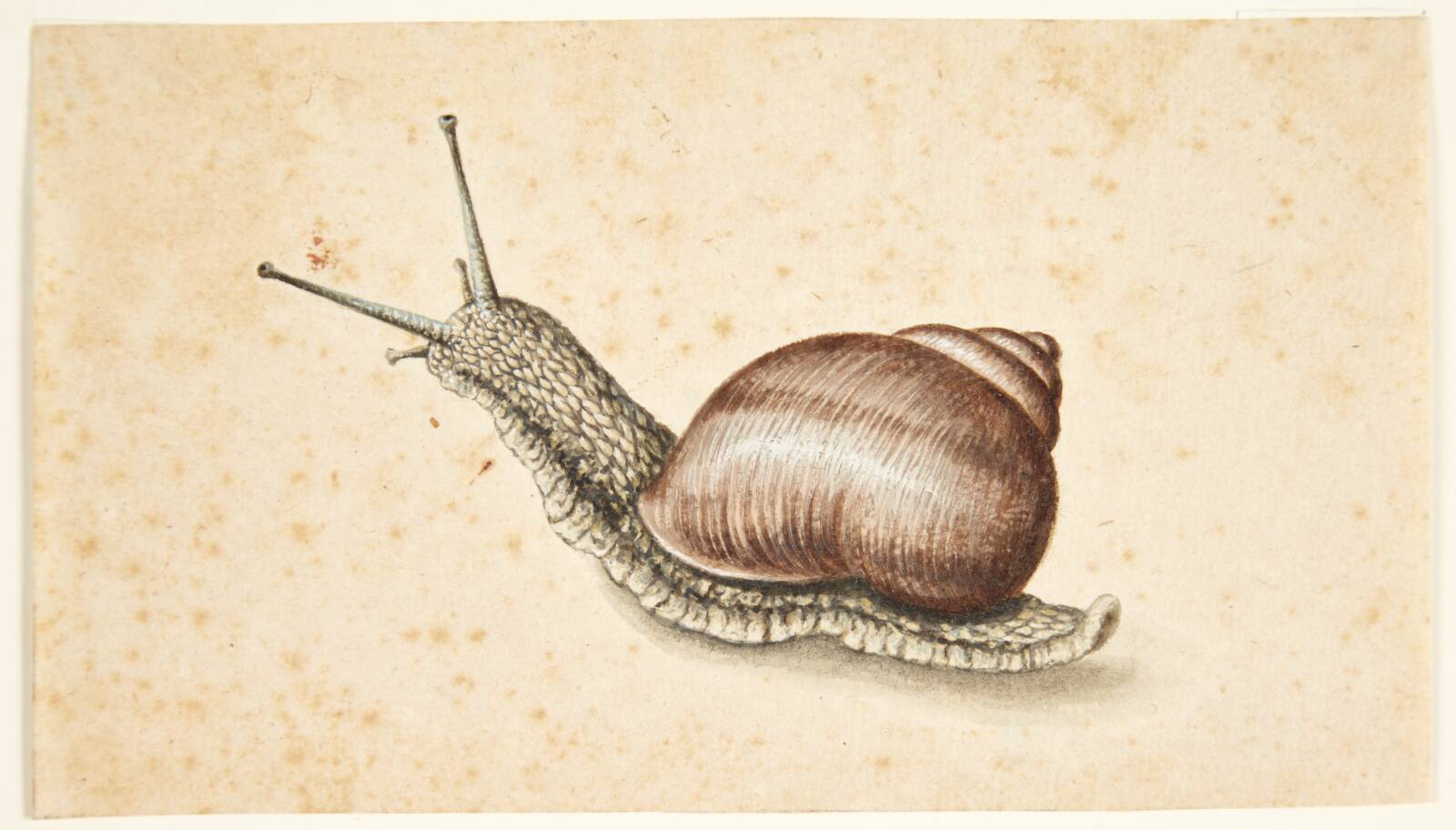 Vinbjerg snegl, Theirig, 1600-1700