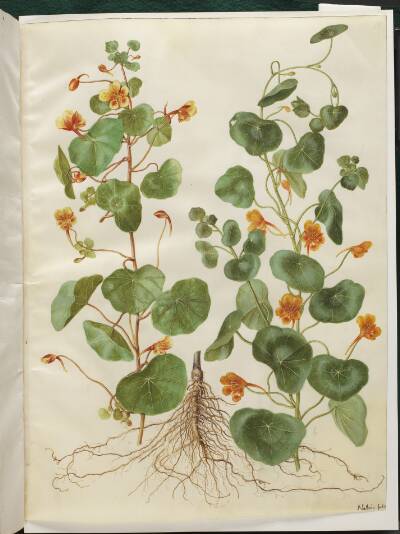 Tropaeolum minus (lille blomsterkarse)