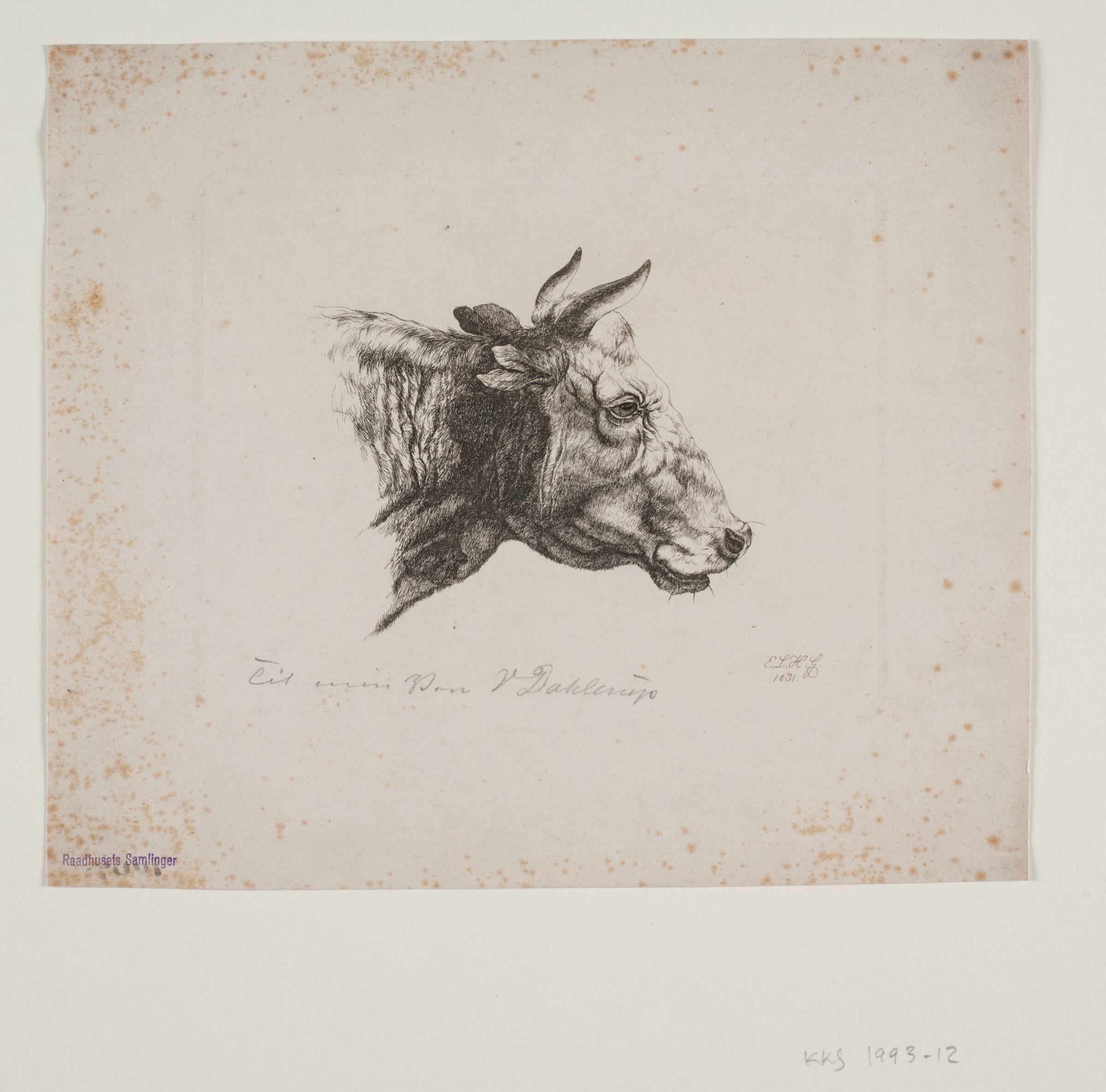 Et kohoved, Emmerik Høegh-Guldberg, 1831