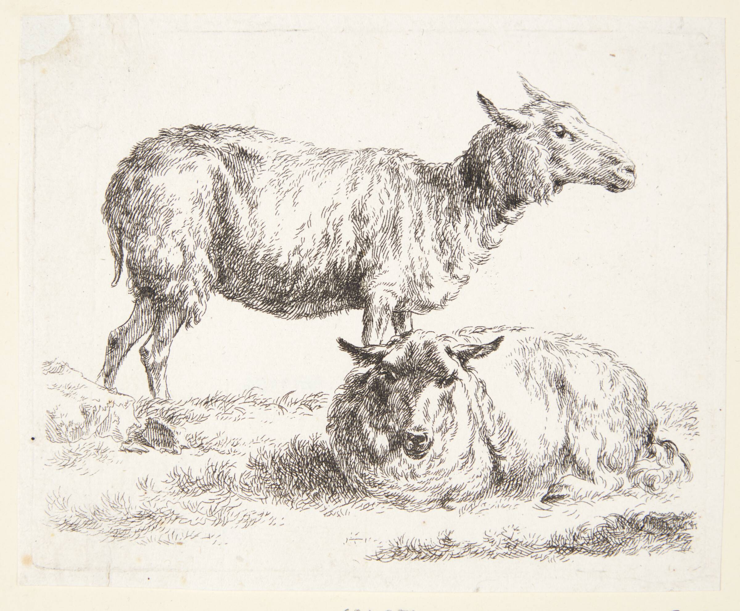 Et stående og et liggende får, Nicolaes Berchem, 1620-1683