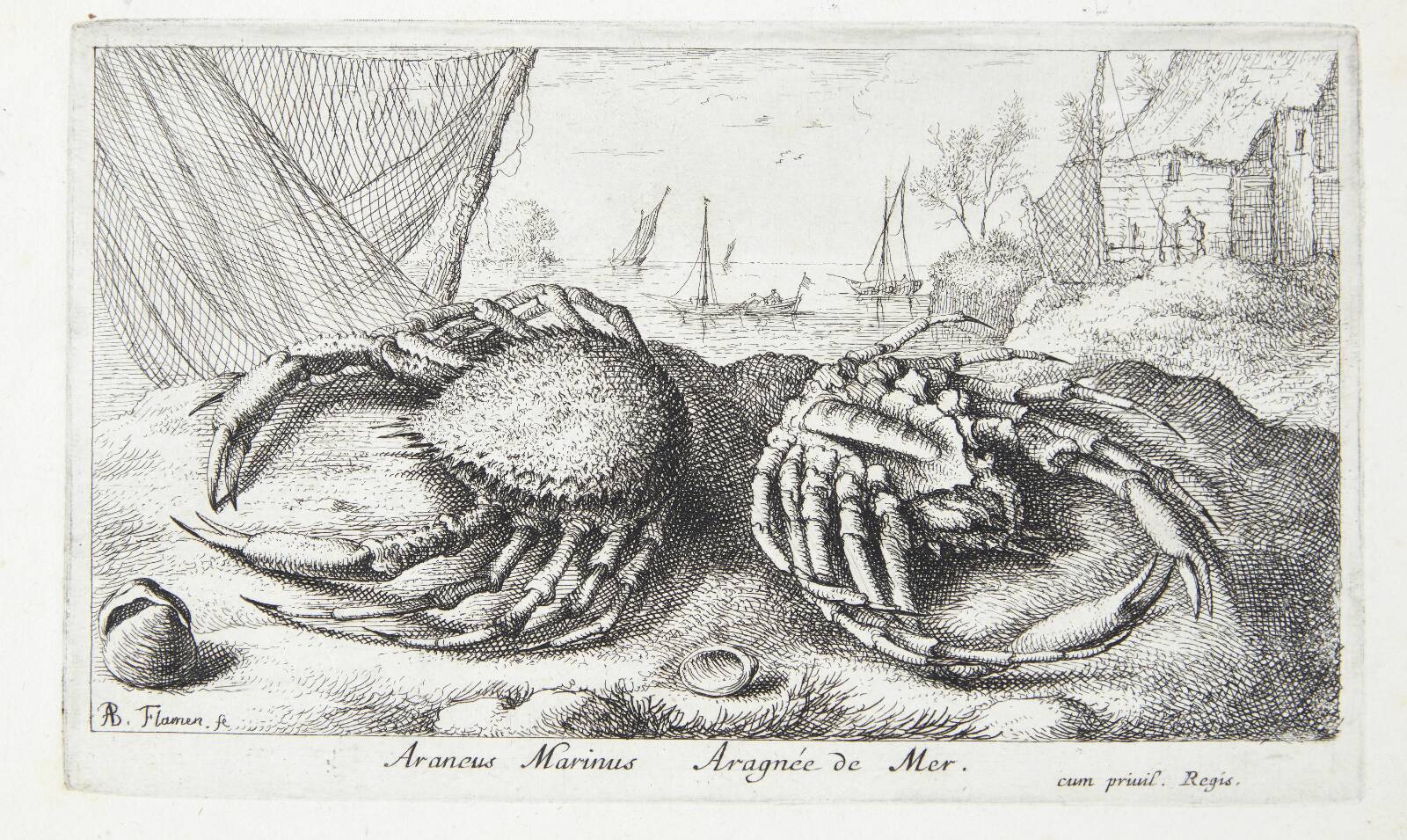 Edderkoppekrabbe? (Araneus marinus), Albert Flamen, 1620-1669