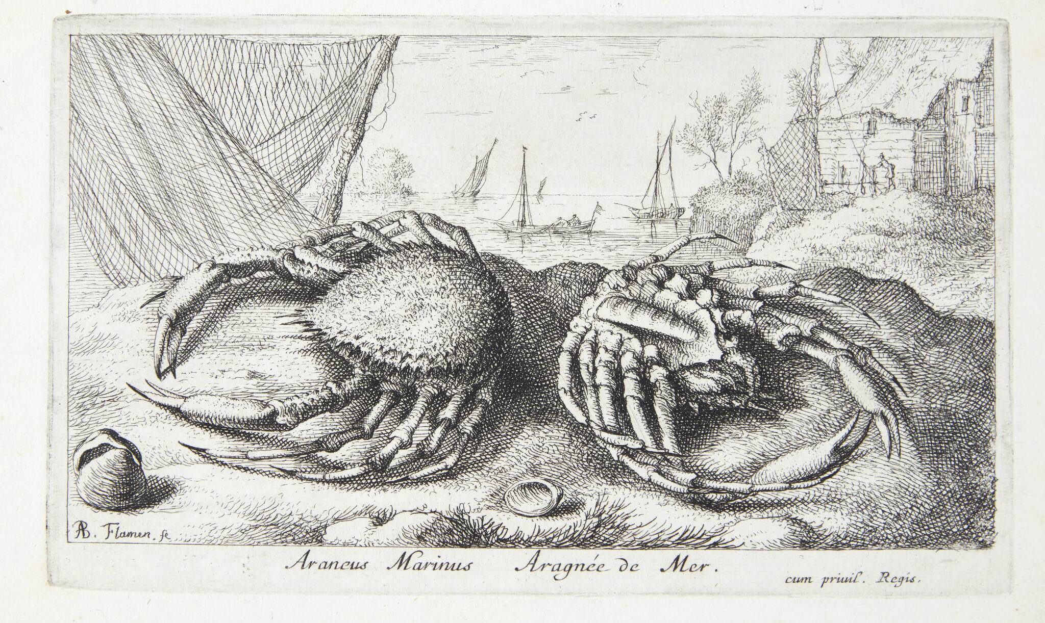 Edderkoppekrabbe? (Araneus marinus)