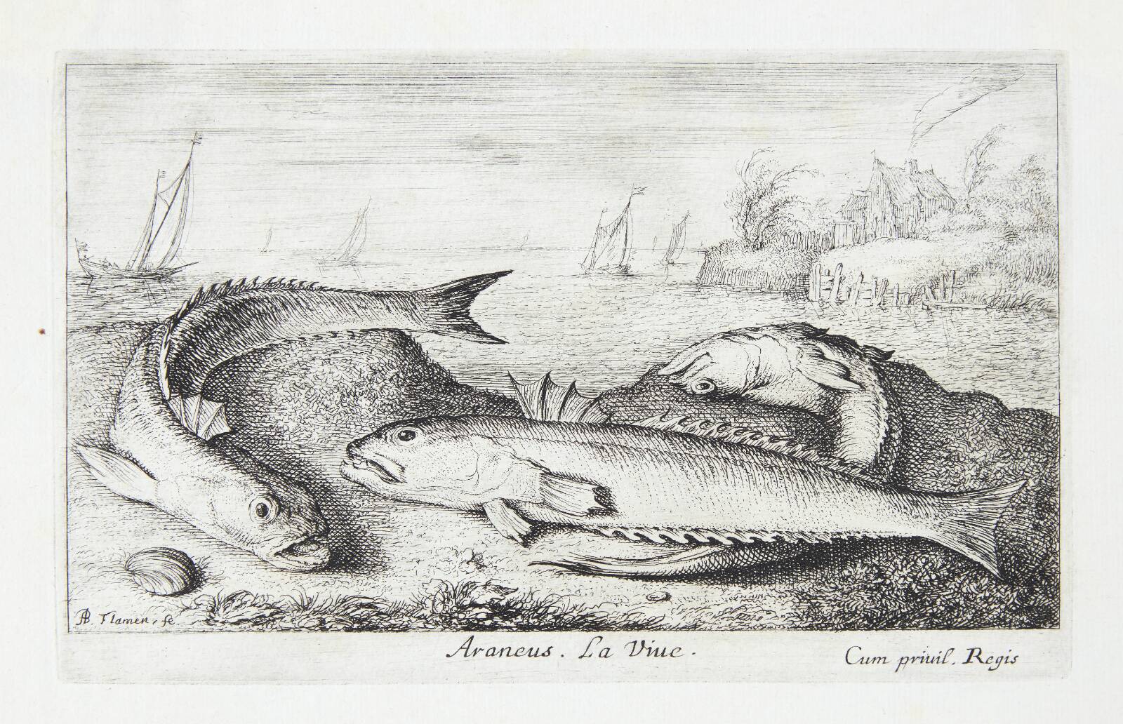 Fjæsing (Araneus), Albert Flamen, 1620-1669