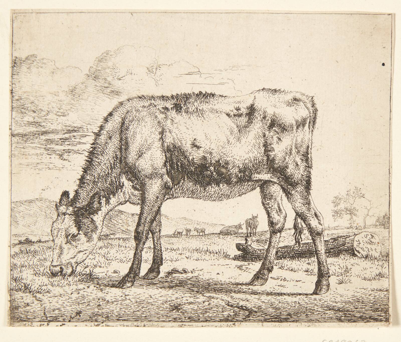 Græssende kalv, Adriaen van de Velde, 1658