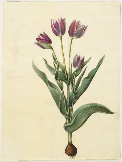 Tulipa gesneriana (have-tulipan)