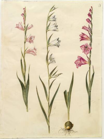 Gladiolus communis (almindelig gladiolus)