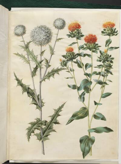 Echinops sphaerocephalus (almindelig tidselkugle); Carthamus tinctorius (gul saflortidsel)