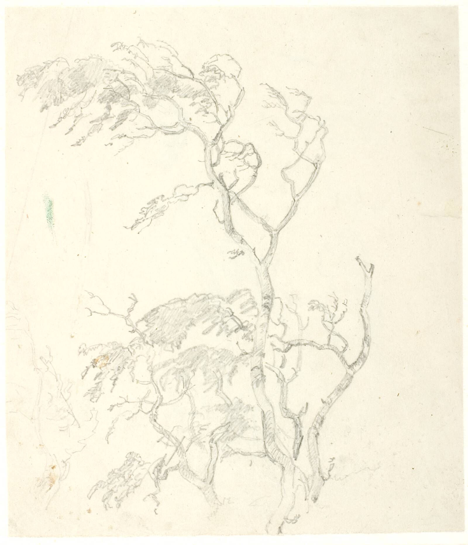 Studier af trækroner, Dankvart Dreyer, 1837-1839