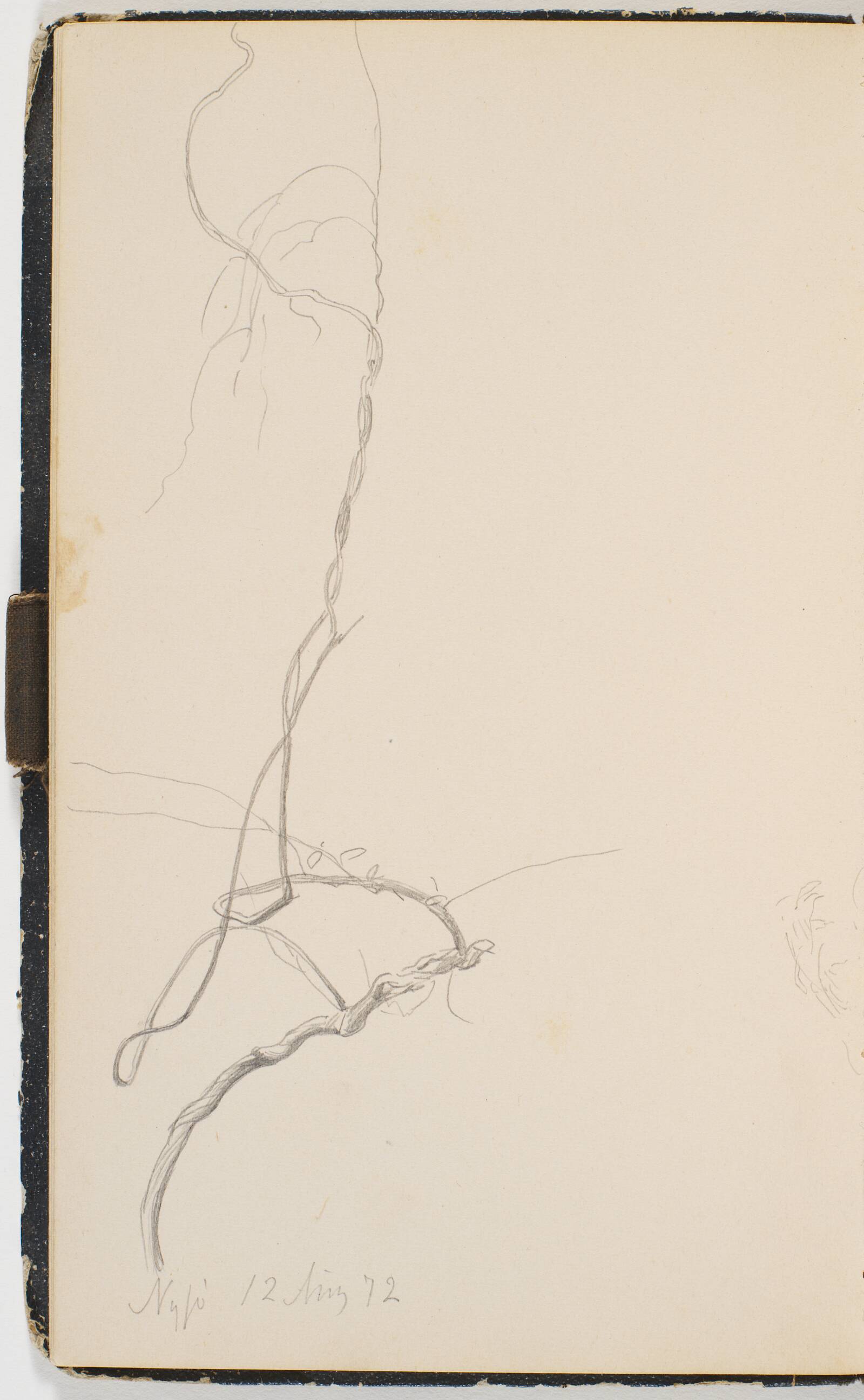 En slyngplante, P.C. Skovgaard, 1872