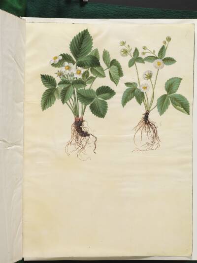 Fragaria vesca (skov-jordbær)
