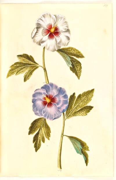 Hibiscus syriacus (syrisk rose)